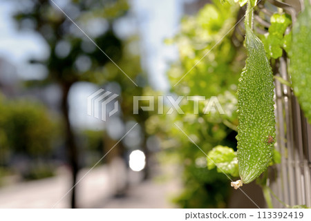 A street corner scene with bitter melon on a summer afternoon (on a stink bug) 113392419