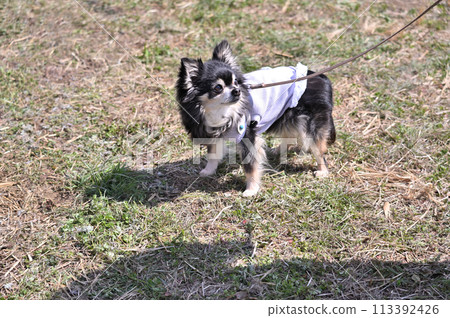 Long-coated Chihuahua looking up, making eye contact with owner Long-coated Chihuahua looking up, making eye contact with owner 113392426