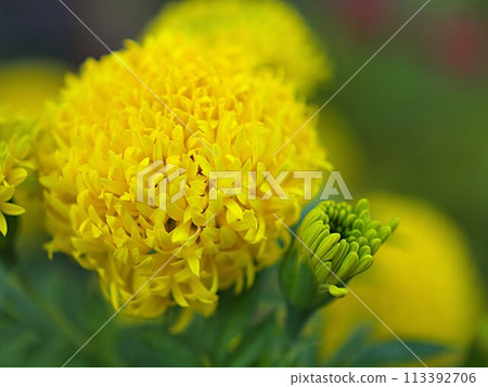 African marigold flower close-up African marigold flower close-up 113392706