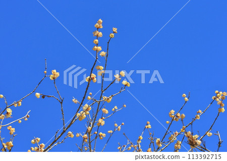 Plum blossoms Plum blossoms 113392715