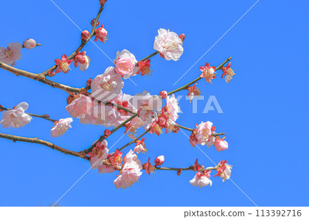 Plum blossoms Plum blossoms 113392716