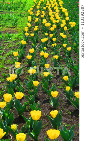 都市農業公園鬱金香田的黃色鬱金香田風景（東京都足立區） 113392887