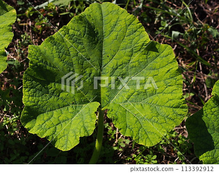 Rhubarb leaves close-up Rhubarb leaves close-up 113392912