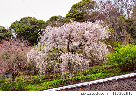 Weeping cherry blossoms at Nagozono Shiodaji 113392913