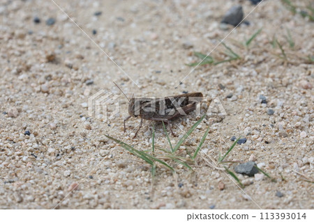 Locust Locust 113393014