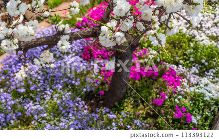桃樹根部盛開著五顏六色的小花 桃樹根部盛開著五顏六色的小花 113393122