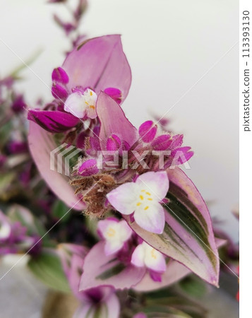 close up macro shot of a flower 113393130