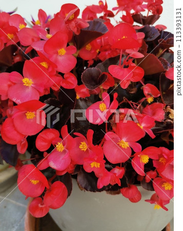 Houseplant begonia blooming with coral flowers, Houseplant begonia blooming with coral flowers, 113393131