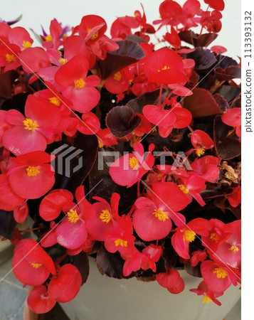 Houseplant begonia blooming with coral flowers, Houseplant begonia blooming with coral flowers, 113393132