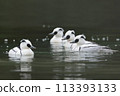 Scarlet Merganser ♂ 113393133