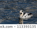 Scarlet Merganser ♂ 113393135