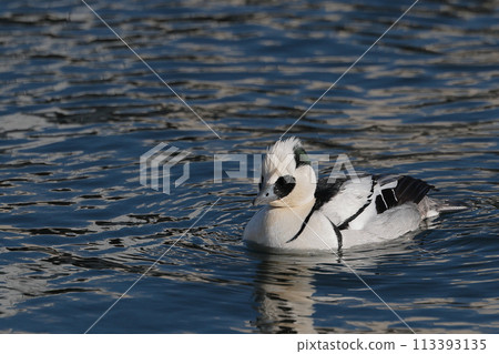 Scarlet Merganser ♂ 113393135