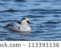 Scarlet Merganser ♂ 113393136