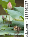 Calf and lotus 113393137