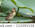 Calf and lotus 113393138