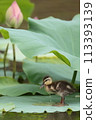 Calf and lotus 113393139