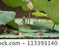 Calf and lotus 113393140