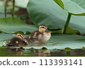 Calf and lotus 113393141