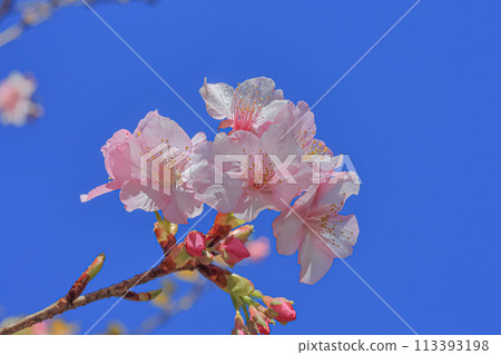 櫻花 櫻花 113393198