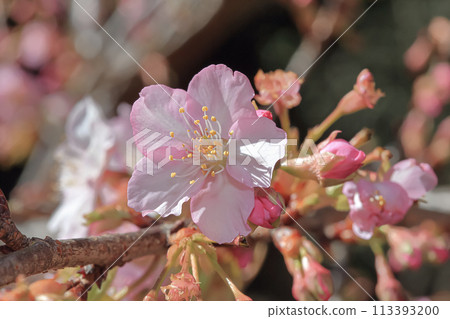 櫻花 櫻花 113393200