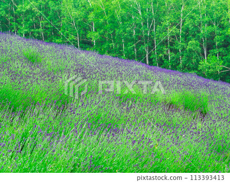 Hokkaido lavender field in early summer Hokkaido lavender field in early summer 113393413