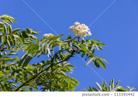 Rowan bush in bloom, white flowers and green leaves 113393442