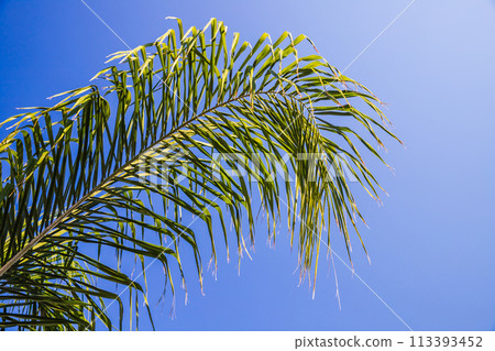 Palm tree leaf is under blue sky on a sunny day, tropical background Palm tree leaf is under blue sky on a sunny day, tropical background 113393452