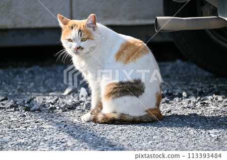 Cat, local cat, Sakuraneko, ear cut, stray cat Cat, local cat, Sakuraneko, ear cut, stray cat 113393484