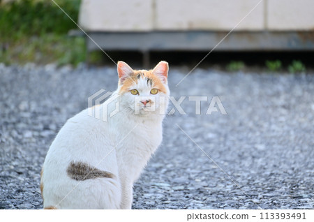 Cat, local cat, Sakuraneko, ear cut, stray cat Cat, local cat, Sakuraneko, ear cut, stray cat 113393491