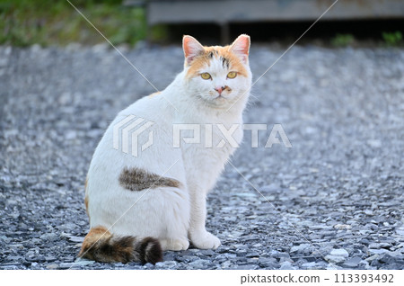 Cat, local cat, Sakuraneko, ear cut, stray cat Cat, local cat, Sakuraneko, ear cut, stray cat 113393492