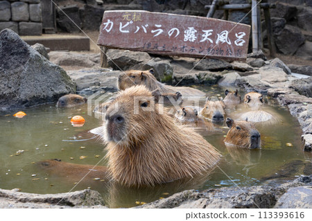 Capybara of Izu Shaboten Animal Park Capybara of Izu Shaboten Animal Park 113393616