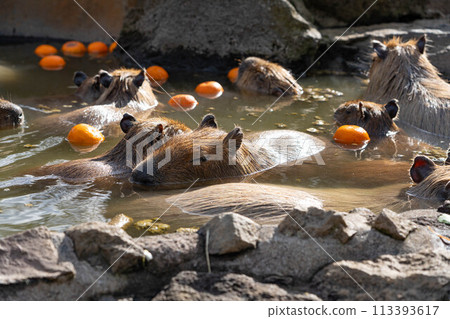 伊豆仙人掌動物園的水豚特寫 伊豆仙人掌動物園的水豚特寫 113393617