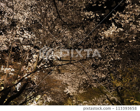 東寺的櫻花 東寺的櫻花 113393658