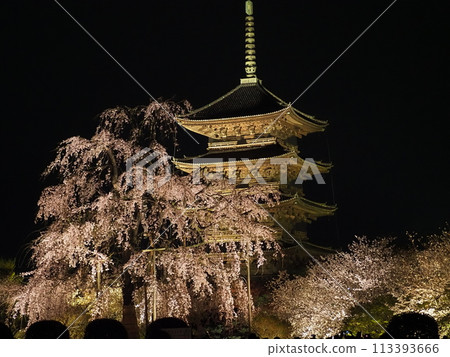 東寺的櫻花 東寺的櫻花 113393666