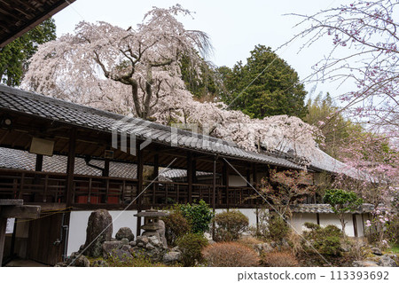 大濠寺的櫻花 113393692