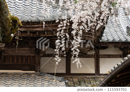 十輪寺的鳴平櫻花近景 113393701