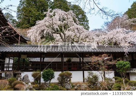 十輪寺鳴平櫻花前 113393706