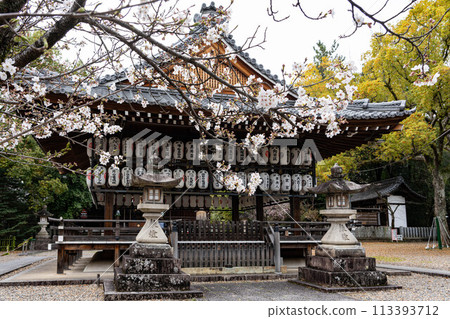 Bugakuden and cherry blossoms at Muko Shrine 113393712