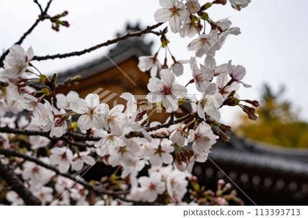 A close-up of the Bugakuden and cherry blossoms at Muko Shrine A close-up of the Bugakuden and cherry blossoms at Muko Shrine 113393713