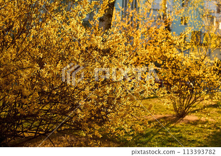 Yellow forsythia flowers in full bloom in spring. Dense bunches of golden bell-shaped blossoms cover branches. Flowering garden shrubs Border Forsythia intermedia, Europaea, blooming in the backyard 113393782