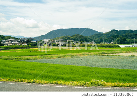 福岡縣糸島市吉田綠色稻田的美麗田園風光 福岡縣糸島市吉田綠色稻田的美麗田園風光 113393865