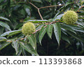 Chestnut trees and chestnuts starting to ripen 113393868
