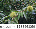 Chestnut trees and chestnuts starting to ripen 113393869