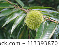 Chestnut trees and chestnuts starting to ripen 113393870