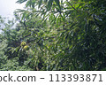Chestnut trees and chestnuts starting to ripen 113393871