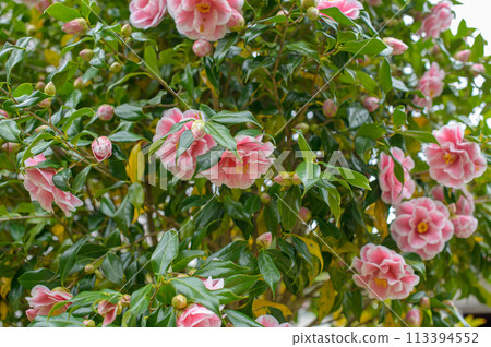 Camellia buds and flowers waiting to bloom 113394552