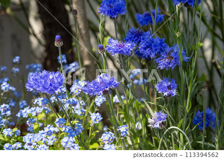 藍色矢車菊和蝦夷紫 藍色矢車菊和蝦夷紫 113394562