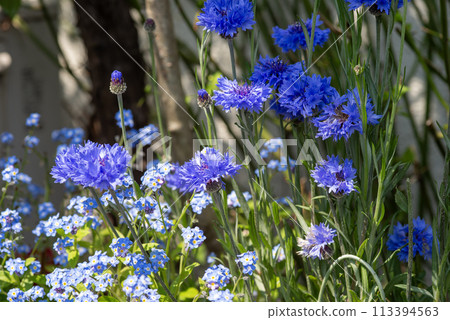 Blue Cornflowers and Purple Violets Blue Cornflowers and Purple Violets 113394563