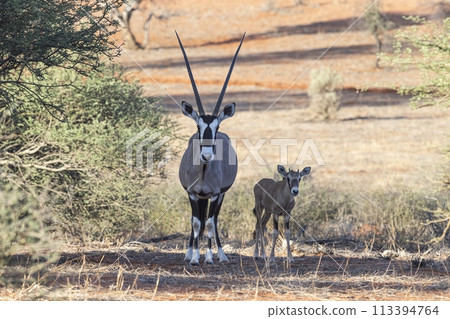 Picture of an Oryx family with baby standing in front of a dune in the Namibian Kalahari Picture of an Oryx family with baby standing in front of a dune in the Namibian Kalahari 113394764