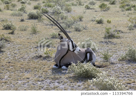 Picture of an Oryx antelope relaxing in the Namibian Kalahari Picture of an Oryx antelope relaxing in the Namibian Kalahari 113394766
